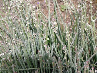 euphorbia antisyphillitica or pencil forming succulent in flower
