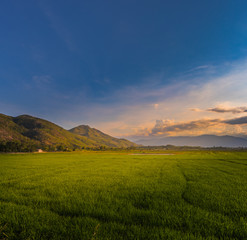 Obraz premium Beautiful landscape view of rice field and mountains. Panorama