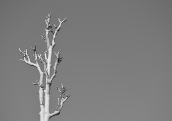 background image with a tree without any leaves against clear sky.