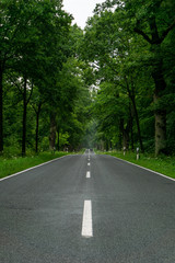 Fototapeta na wymiar empty blacktop two-lane road in deep lush green forest with copy space