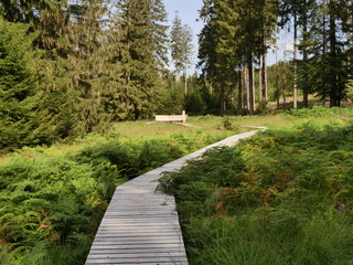 Fototapeta premium Hochmoor - Nationalpark Hunsrück Hochwald