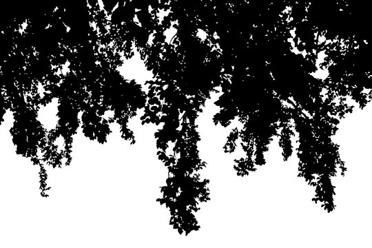 Black silhouettes of tree crowns on white background