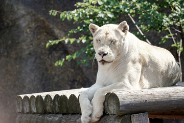 A portrait of a lioness relaxing on grass in a park in Africa