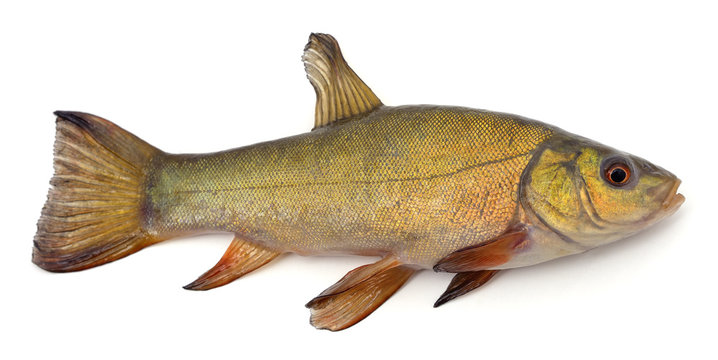 Big fresh fish.
