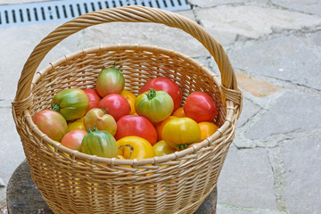 Side view of a willow basket with tomatoes close up