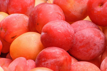 Top view of the harvested plum fruit crop close up