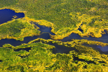 green weeds on the water