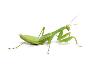 green young mantis sitting on a white background, insect isolated