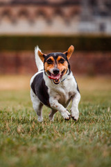 Happy Jack Russel terrier in the park