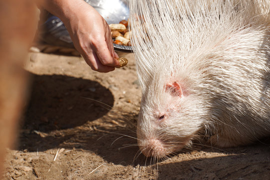 Portrait of Indian crested porcupine in captivity enjoying vegetables, porcupine holding and eating carrot, rodent with open mouth, Indian porcupine, Hystrix indica, funny eating animal.