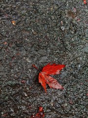 Maple leaf  falls on the road.