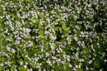 Background of white wildflowers of Claytonia sibirica in shady forest