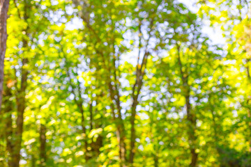 Fototapeta na wymiar Blur nature green trees park with bokeh sunlight abstract background.