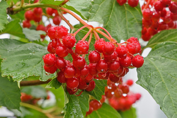A bunch of cranberries with drops of rain water closeup