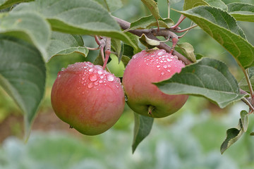 Apple branch with several fruits on a summer morning after a rain close