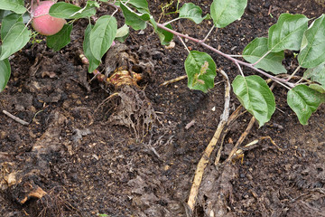 The branch of the Apple tree bowed to the ground