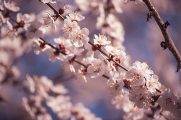 Apricot tree blossoms