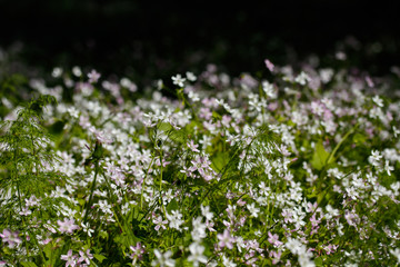 Background of white wildflowers of Claytonia sibirica in shady forest