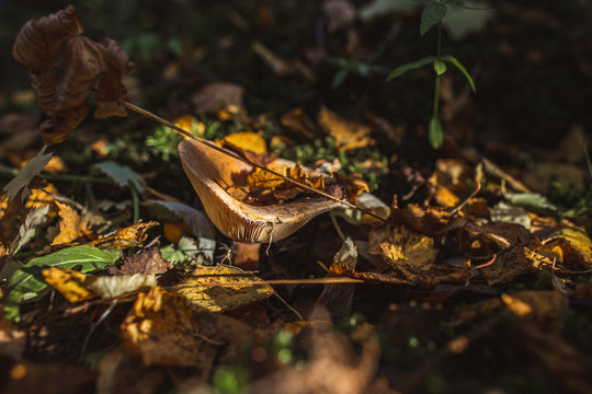 Milk cap Lactarius scrobiculatus mushroom in sunny autumn forest