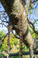 saw off the branch with a hand saw