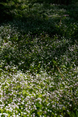 Background of white wildflowers of Claytonia sibirica in shady forest