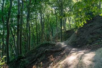 hiking trail leading through dense green forest in Jasmun National Park in Germany