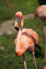 American flamingo Phoenicopterus ruber or Caribbean flamingo. Big bird is relaxing enjoying the summertime. Nature green background