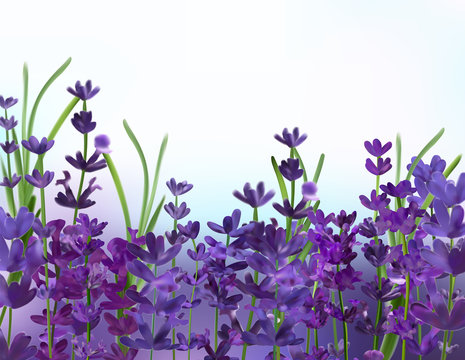 Violet lavender background. 3D realistic aromatic lavender. Flower lavender close up. Fragrant lavender. Vector illustration.