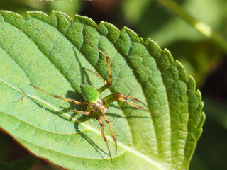 サツマノミダマシ