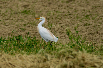 Italy Tuscany Grosseto Maremma rural landscape in bloom, rapeseed fields in flowering hills and pine forest