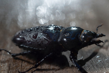 close-up of a large brown beetle with horns, on a wooden background, in the rain.