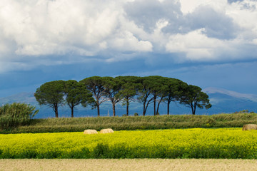 Italy Tuscany Grosseto Maremma rural landscape in bloom, rapeseed fields in flowering hills and...