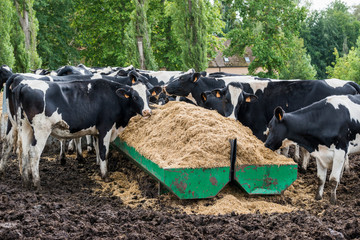 Alimentation fourragère de vaches laitières 