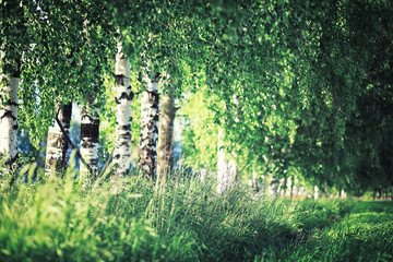 Bright spring greens at dawn in the forest. Nature comes to life in early spring.