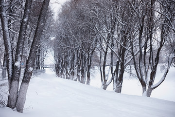 Winter forest landscape. Tall trees under snow cover. January frosty day in the park.