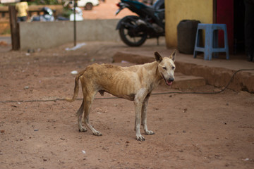 Indian malnourished street dog 