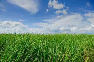Green rice fields and cloudy blue sky