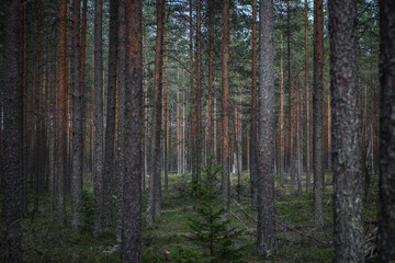 Majestic slender pines in the forest. Pinery.
