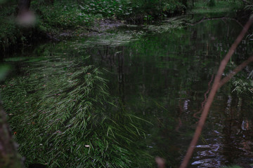 Green algae in lake water in forest