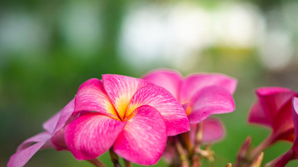 Fototapeta na wymiar beautiful pink flower in green blurry background. topical summer flower, background texture