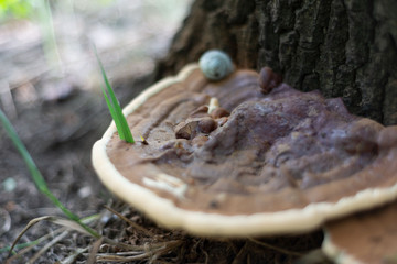 Old forest mushroom close-up. Big mushroom hid under pine needles. Mushroom closeup