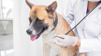 Doctor use stethcoscope examine dog’s heart rate in pet clinic