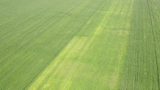 Top view from drone of the green country field. Natural grass as the pattern background. Fresh meadow herb texture. Aerial landscape with agricultural lawn.