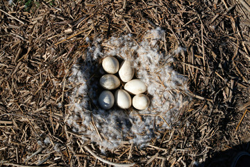 Greater rhea eggs in nest.