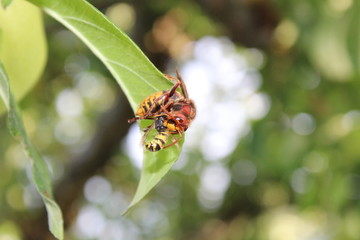 Eine Hornisse ißt eine Wespe