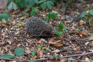 little lonely hedgehog in the forest. Sharp spiny hedgehog thorns, in green forest grass