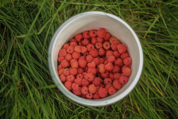 going for raspberries