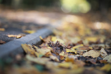 Autumn Park man walking along a path foliage