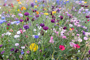 wild flowers grown as border plants natural spring bloom colourful flowers
