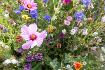 wild flowers grown as border plants natural spring bloom colourful flowers